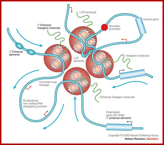 Replication and transcription: Shaping the landscape of the genome