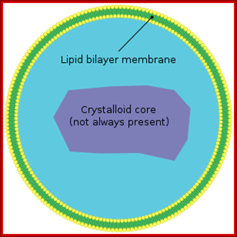 http://upload.wikimedia.org/wikipedia/commons/thumb/c/cb/Peroxisome.svg/300px-Peroxisome.svg.png