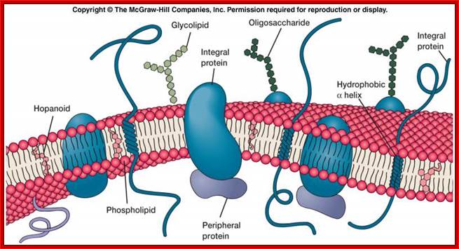 http://classroom.sdmesa.edu/eschmid/f3-7_plasma_membrane_st.jpg