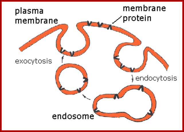 http://courses.washington.edu/conj/cell/Endosome.GIF