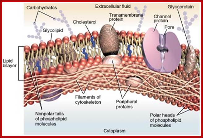 http://www.mhhe.com/biosci/esp/2001_saladin/folder_structure/le/m4/s2/assets/images/lem4s2_1.jpg