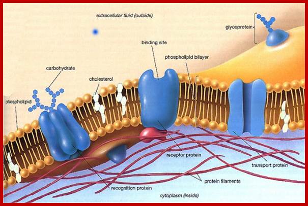 Image result for  plasma membranes