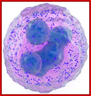 http://g.psychcentral.com/news/u/2014/05/granulocytes-SS.jpg