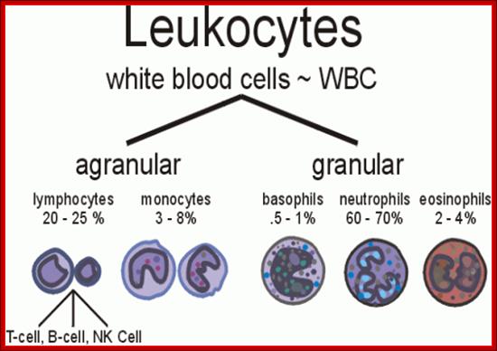 http://www.chxa.com/img/leukocytes-white-blood-cells-500x350.gif