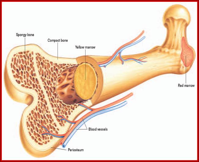 http://fbresearch.org/wp-content/uploads/2013/09/bone-marrow.jpg