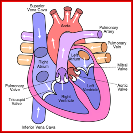 http://upload.wikimedia.org/wikipedia/commons/thumb/e/e5/Diagram_of_the_human_heart_%28cropped%29.svg/300px-Diagram_of_the_human_heart_%28cropped%29.svg.png