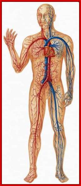 http://drsvenkatesan.files.wordpress.com/2009/08/micro-circulation-shock1.jpg?w=252&h=593