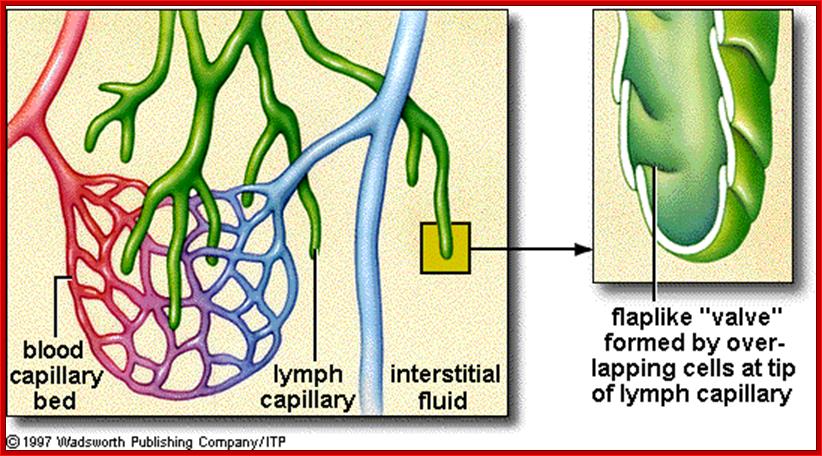 http://www.student.loretto.org/humanbiology/BioLinks/chp6/media/c220f1.gif