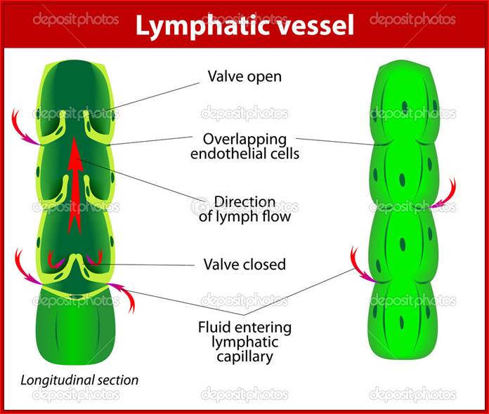 http://st.depositphotos.com/1232814/1964/v/950/depositphotos_19644147--lymphatic-vessel.jpg