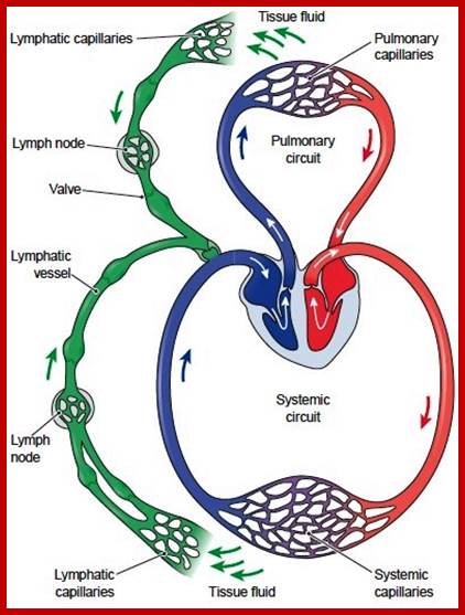 Image result for lymph flow in lymph capillaries