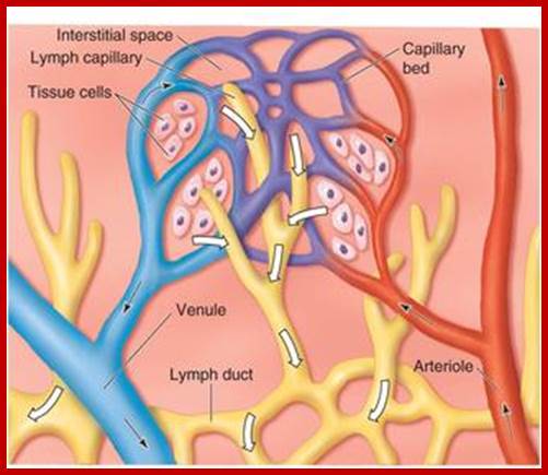 Image result for lymph capillaries