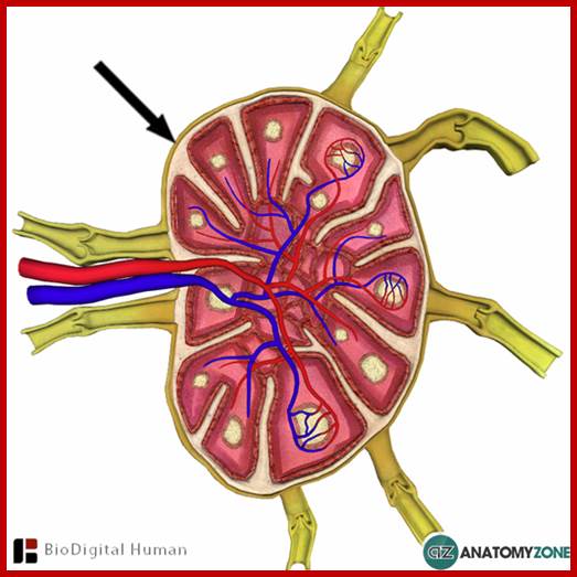 Image result for lymph node