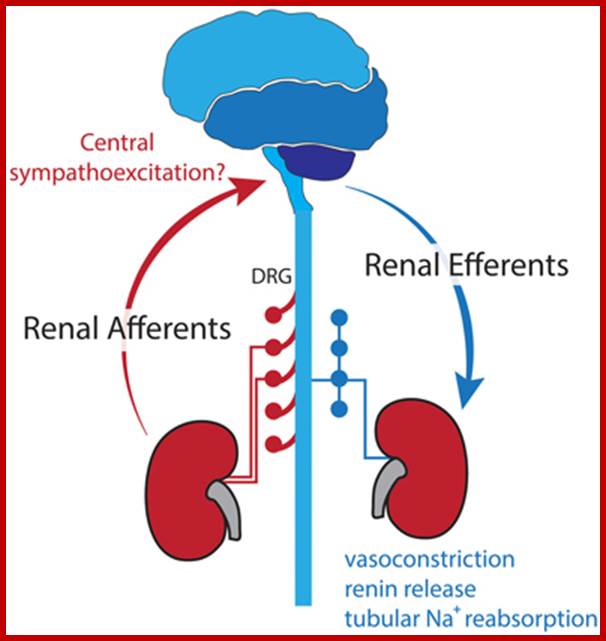 Image result for afferent and efferent system operating