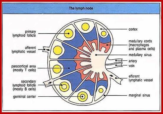 Image result for lymph node