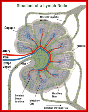 Thoracic Duct