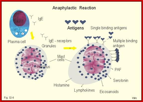 http://www.zuniv.net/physiology/book/images/32-6.jpg