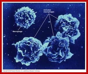 https://bsi.immunology.org/image/17-15_Macrophages_1.jpg