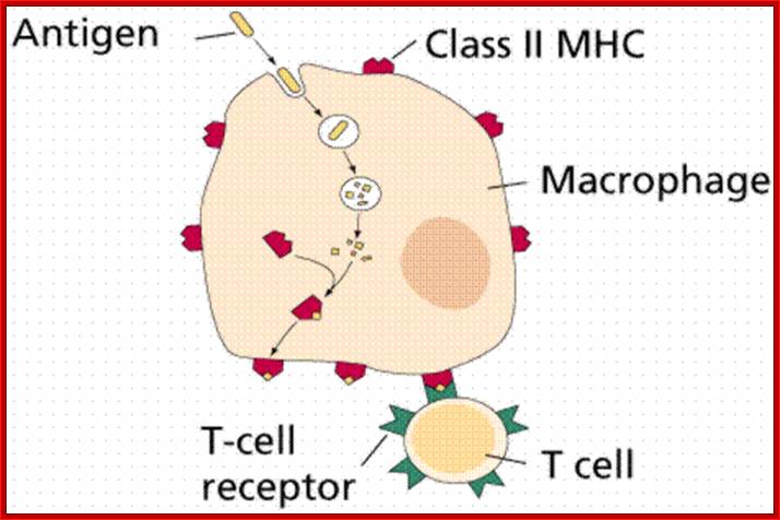 http://www2.estrellamountain.edu/faculty/farabee/biobk/tcellrecept.gif