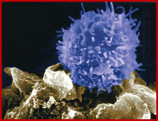 T-lymphocyte