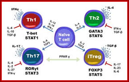 https://encrypted-tbn0.gstatic.com/images?q=tbn:ANd9GcTEggl7R5YAN_RnuwXY9hdsHeAmyEhdSc9KQIR2dpT4RpX328nt