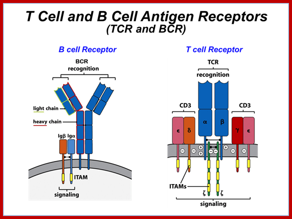 Image result for T cell receptors