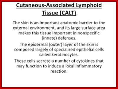 Image result for MALT and CALT tissues