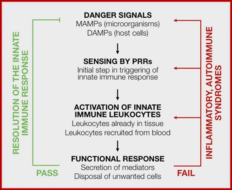Description: Resolution of the innate immune response - inflammatory, autoimmune syndromes