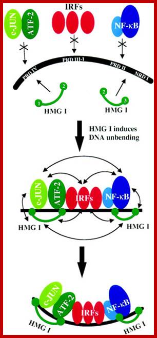 Image result for HMG promoter elements
