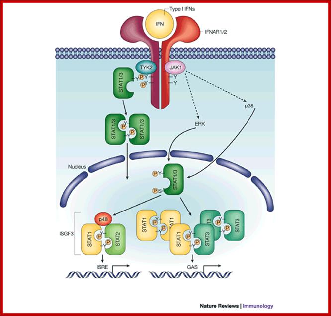 Viruses and interferon: a fight for supremacy