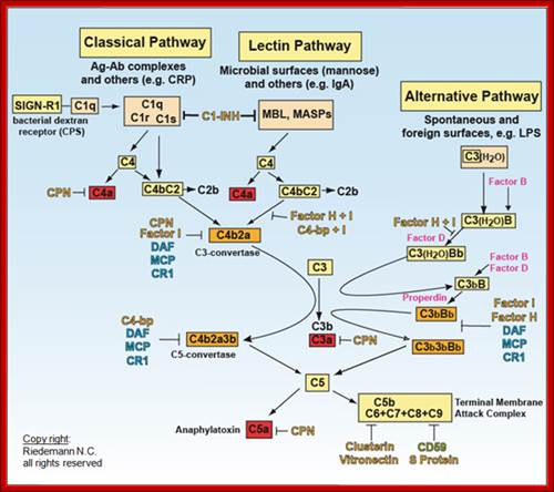 Complement System