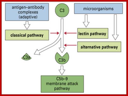 Image result for complement activation
