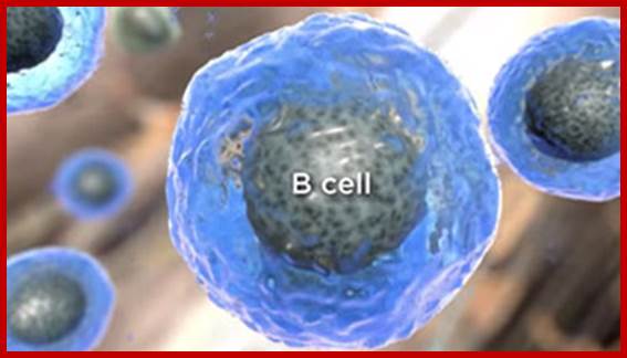 Image result for B cell