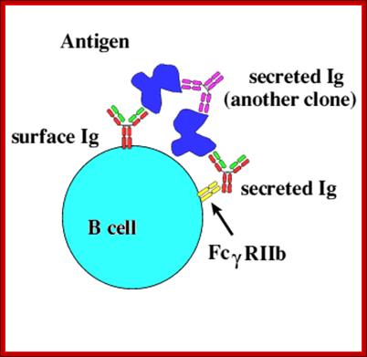 Description: http://www.unm.edu/~mpachman/Blood/B_cell_graphic_antigen.gif