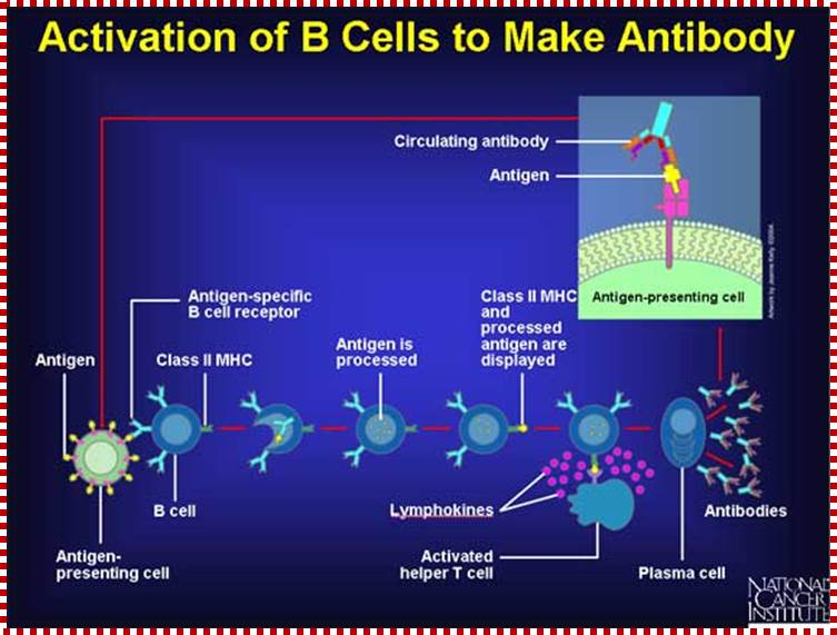 Description: File:Activation of B cells to make antibody.jpg