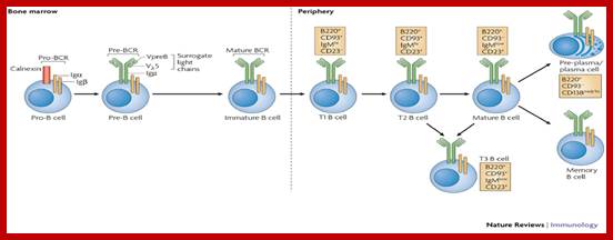 Image result for B cells different stages development