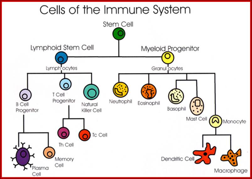 http://www.textbookofbacteriology.net/cellsindefenses75.jpg