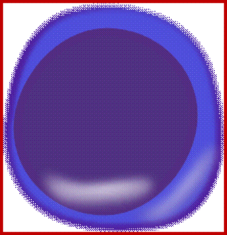 Lymphocyte Clip Art