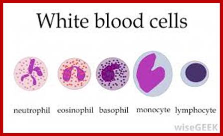 Image result for Lymphocyte
