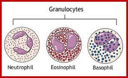 Image result for granulocytes