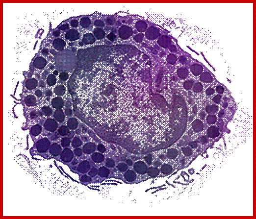 Image result for Mast cells