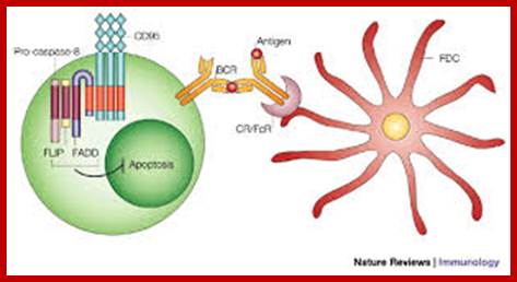 Image result for Dendritic cells
