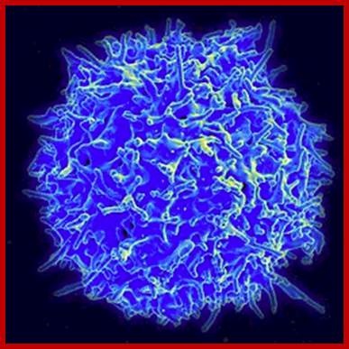 Image result for T lymphocytes