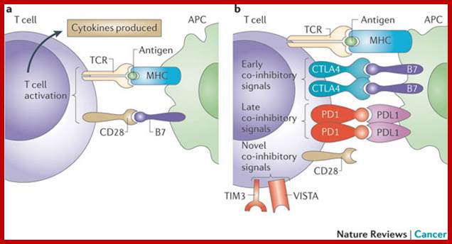 Image result for T cell activation