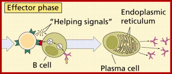 Description: http://www.cartage.org.lb/en/themes/sciences/LifeScience/GeneralBiology/Physiology/LymphaticSystem/SpecificDefenses/humresp_2.gif
