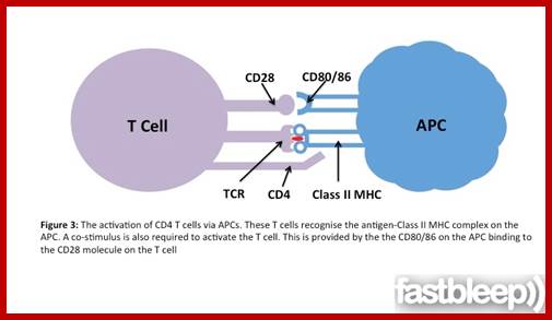 Image result for different class of T cells bind to APC cells
