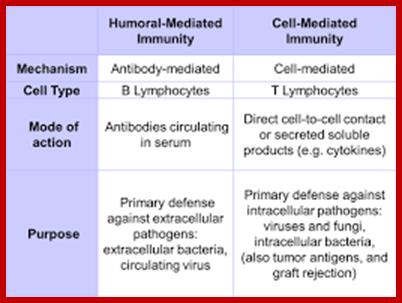 Image result for Cell mediated and humoral immunity