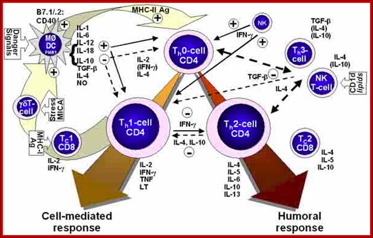 Description: http://www.bioscience.org/2006/v11/af/1797/fig1.jpg