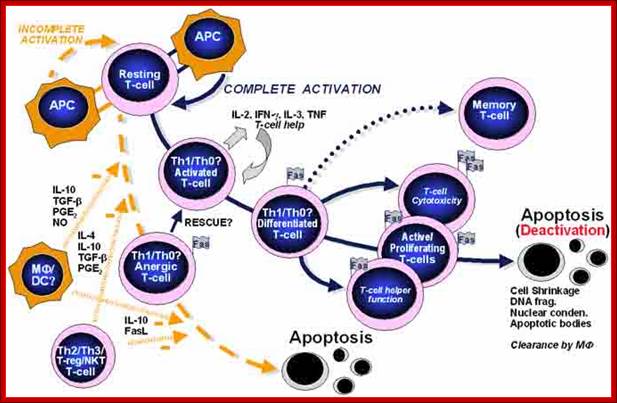 Description: http://www.bioscience.org/2006/v11/af/1797/fig5.jpg