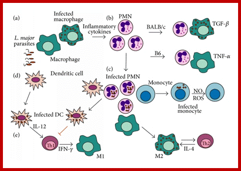 Image result for Phagocytes act as effector in killing microbes