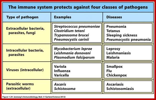 Image result for immune system protects against pathogens